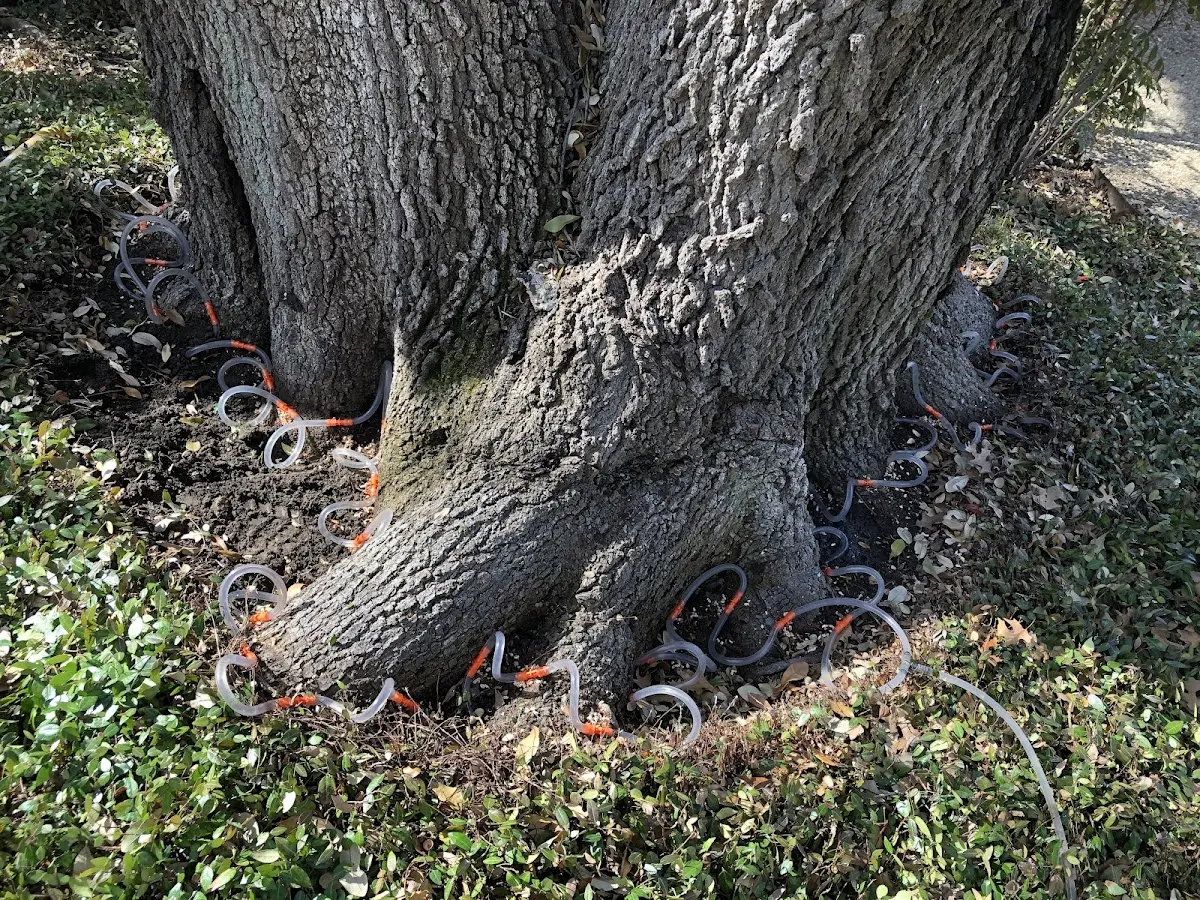 Detailed Tree Cabling and Bracing job site in Terlingua