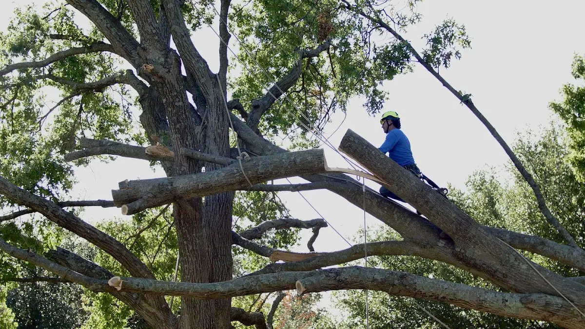 Professional Crown Thinning performed by certified arborists in Terlingua
