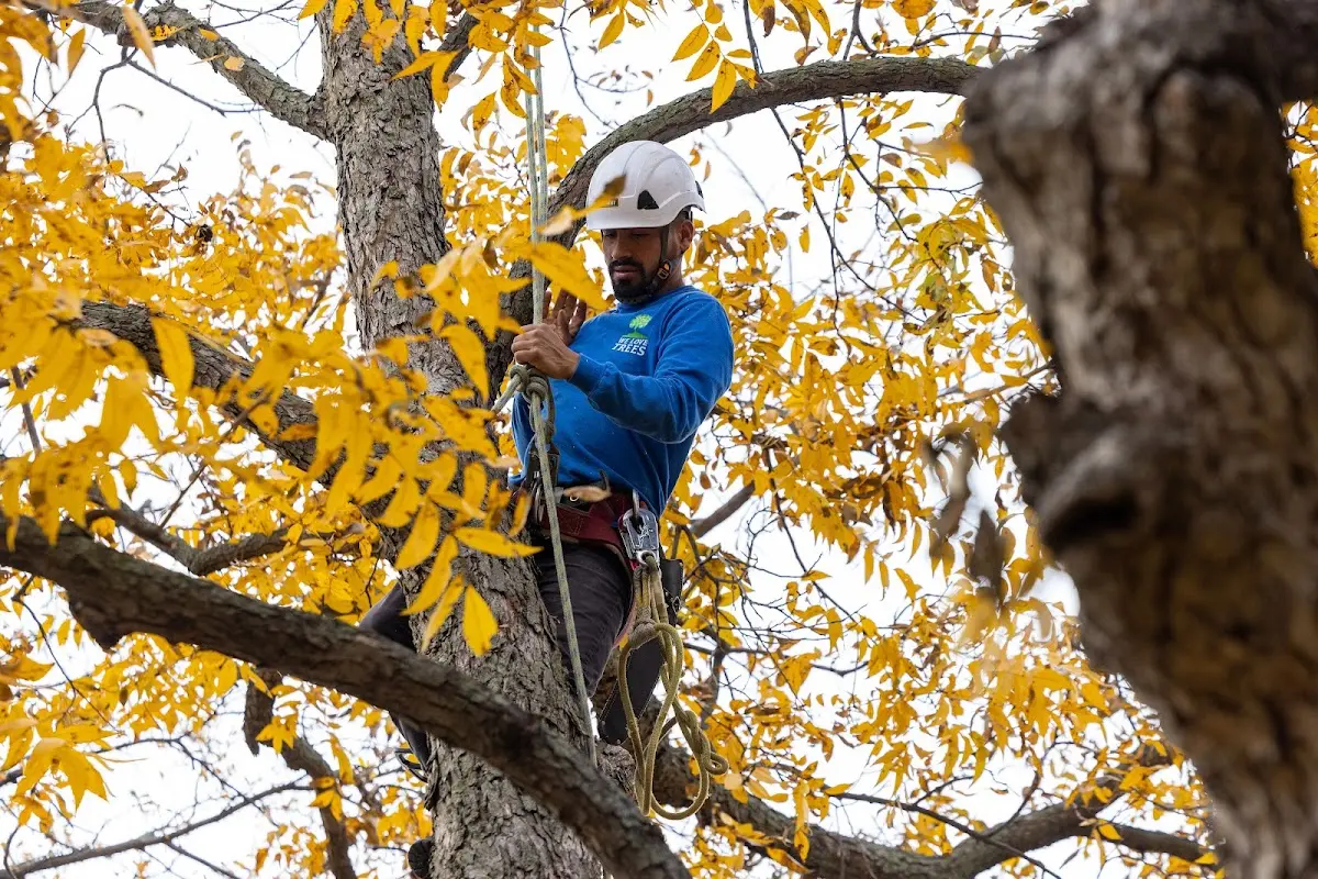 Skilled Tree Planting crew working in Terlingua